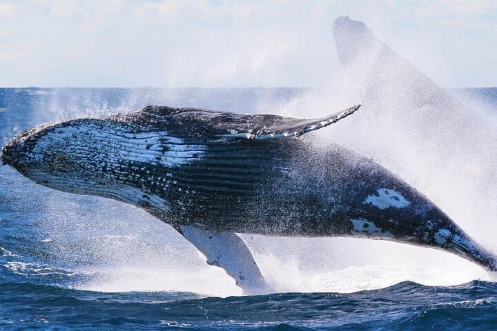 Experience Honolulu: Sunrise Whale Watching and Breakfast Cruise photo 5