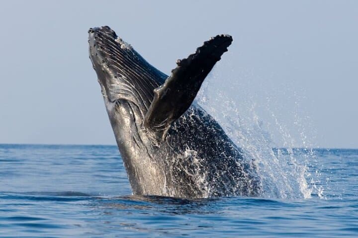 Honolulu Whale Watching & Breakfast Cruise — Morning Marine Life Viewing from Kewalo Basin photo 3
