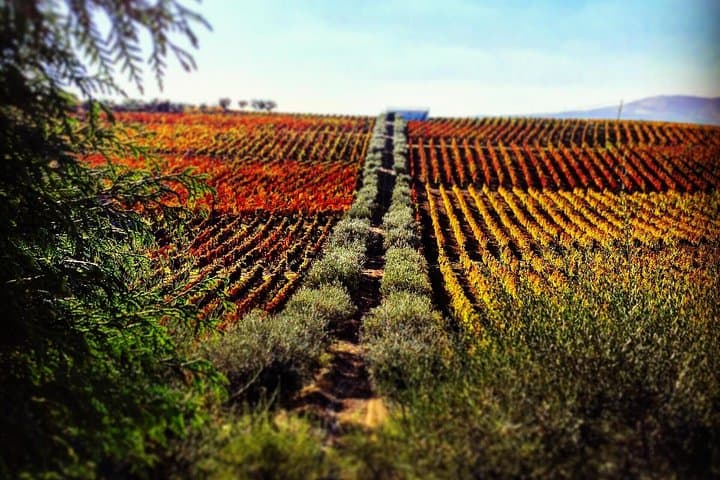Private Douro Valley Wine Tour: Full-Day Alto Douro Experience with Boat Cruise photo 1