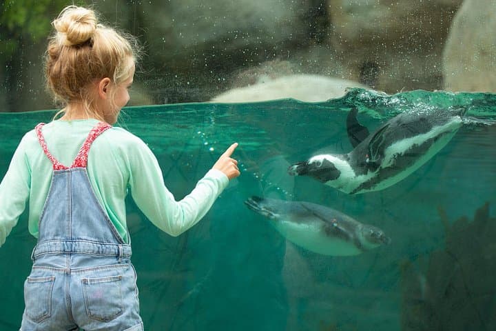 San Diego Zoo One-Day Pass — Explore Wildlife & Botanical Gardens in Balboa Park photo 3