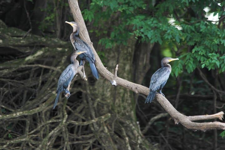 3-Day Amazon Jungle Adventure at Amazon Peacock Paradise Ecolodge (from Manaus) photo 3