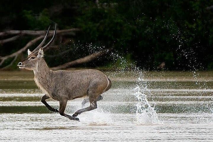 5-Day Selous (Nyerere) & Mikumi Safari — Boat, Walks, Full-Day Game Drives