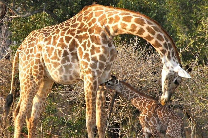 5-Day Selous (Nyerere) & Mikumi Safari — Boat, Walks, Full-Day Game Drives photo 2