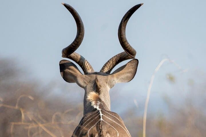 5-Day Selous (Nyerere) & Mikumi Safari — Boat, Walks, Full-Day Game Drives photo 4
