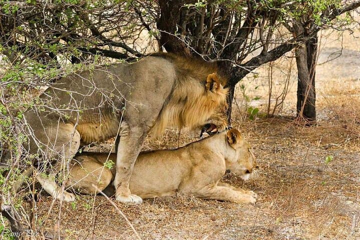 5-Day Selous (Nyerere) & Mikumi Safari — Boat, Walks, Full-Day Game Drives photo 5