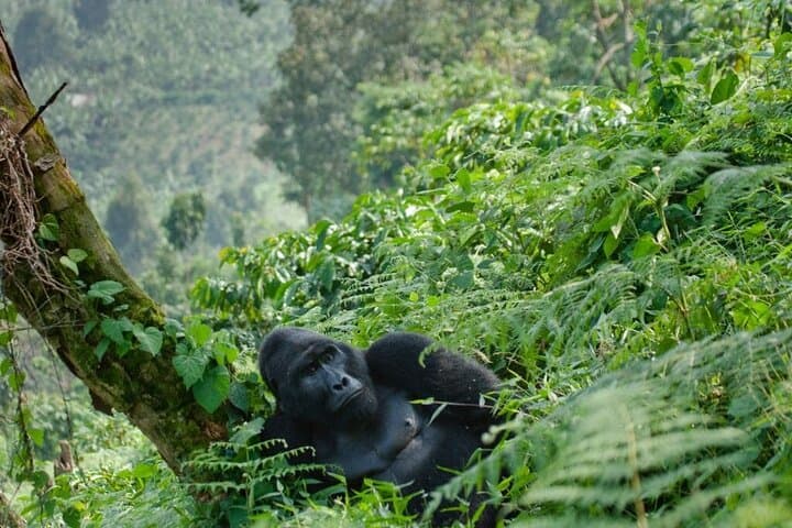 Gorilla Trekking in Bwindi Impenetrable National Park — Planning Guide & What to Expect photo 2