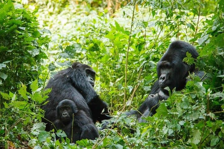 Gorilla Trekking in Bwindi Impenetrable National Park — Planning Guide & What to Expect photo 3