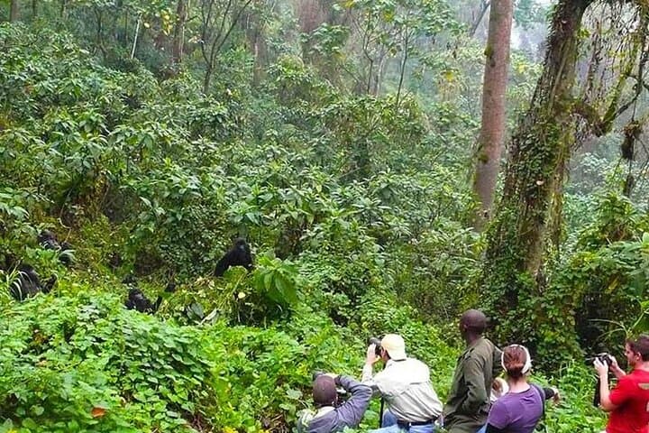 Gorilla Trekking in Bwindi Impenetrable National Park — Planning Guide & What to Expect photo 4