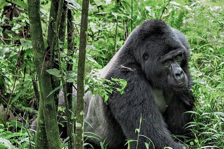 Gorilla Trekking in Bwindi Impenetrable National Park — Planning Guide & What to Expect photo 5