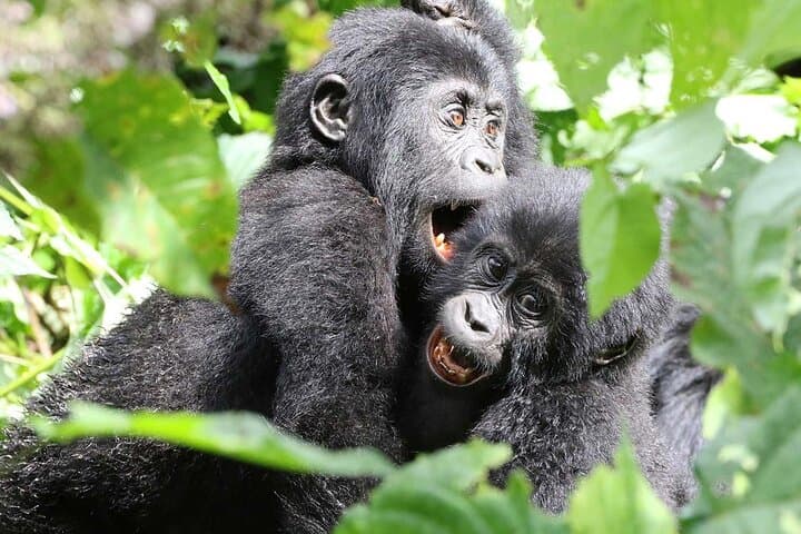 Gorilla Trekking in Bwindi Impenetrable National Park — Planning Guide & What to Expect photo 6