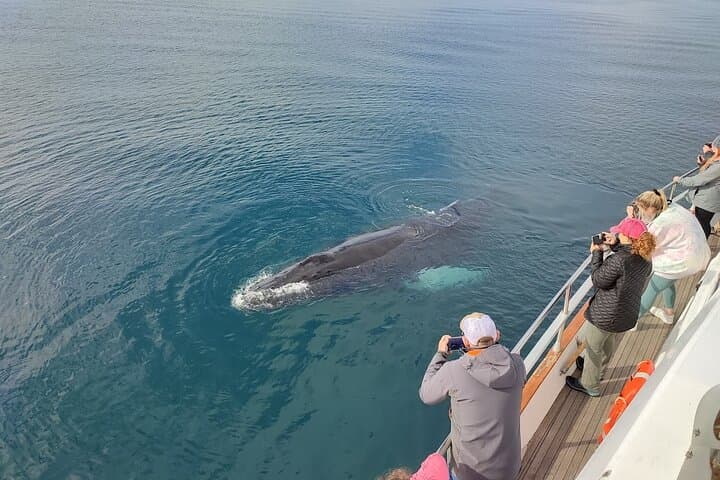 Luxury Whale Watching Yacht Cruise from Reykjavik Old Harbor photo 6