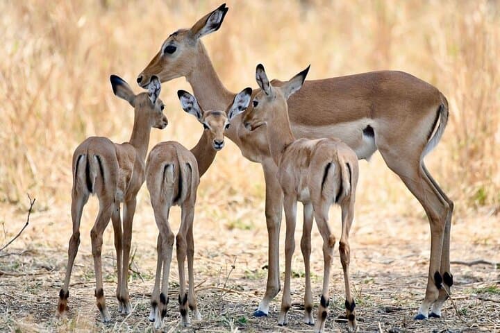 3-Day Nyerere National Park Safari: Boat, Full-Day Game Drive & Walking Safari