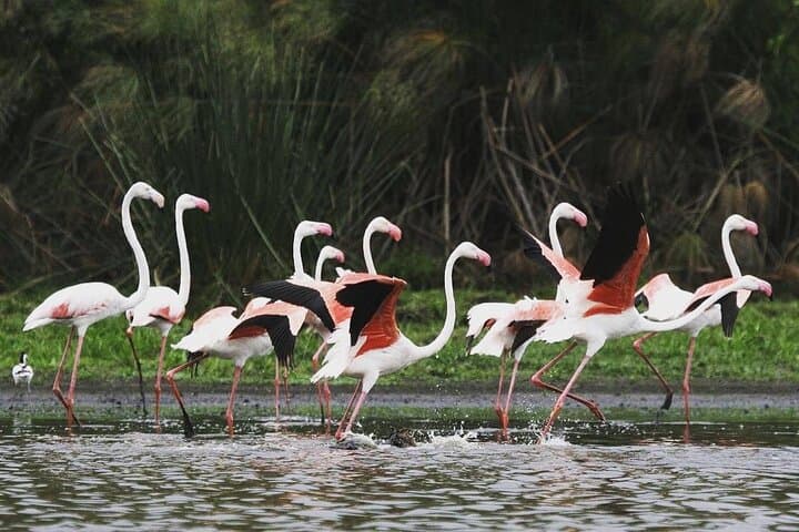 3-Day Nyerere National Park Safari: Boat, Full-Day Game Drive & Walking Safari photo 2