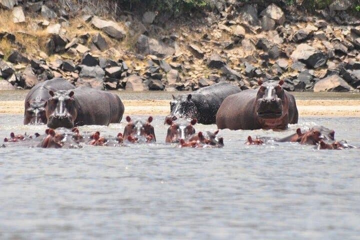 3-Day Nyerere National Park Safari: Boat, Full-Day Game Drive & Walking Safari photo 4