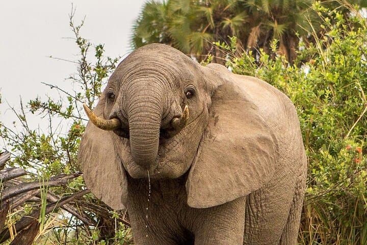 3-Day Nyerere National Park Safari: Boat, Full-Day Game Drive & Walking Safari photo 5