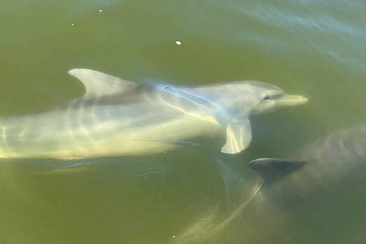 Private 2-Hour Estero Bay Dolphin & Shelling Tour (Fort Myers Beach) photo 3