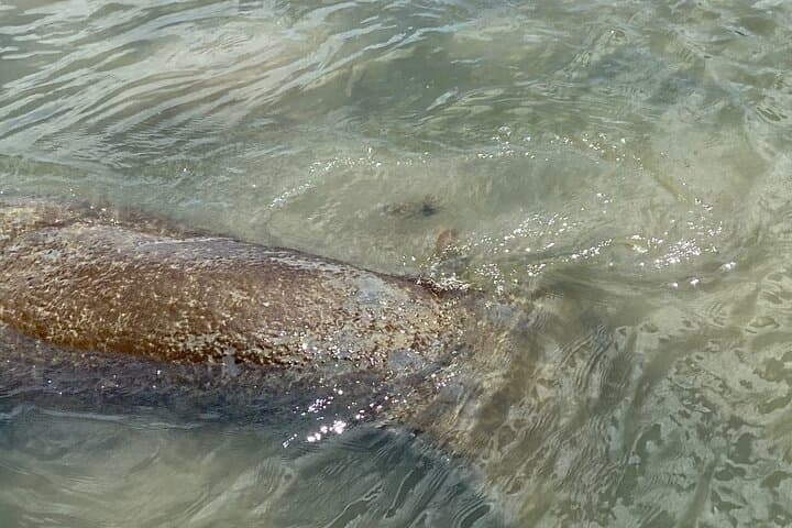 Private 2-Hour Estero Bay Dolphin & Shelling Tour (Fort Myers Beach) photo 4