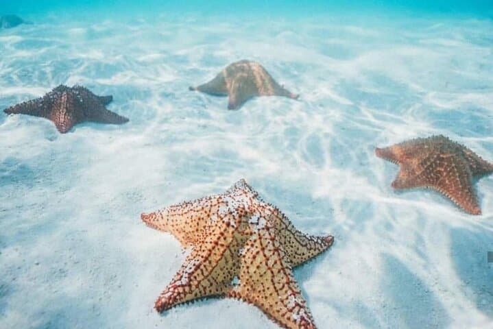 Cozumel Snorkeling to Palancar Reef & El Cielo — Starfish, Stingrays and Coral Gardens photo 3
