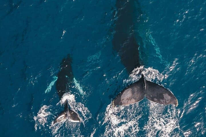 Honolulu Whale Watching Cruise on Prince Kuhio (Kewalo Basin)