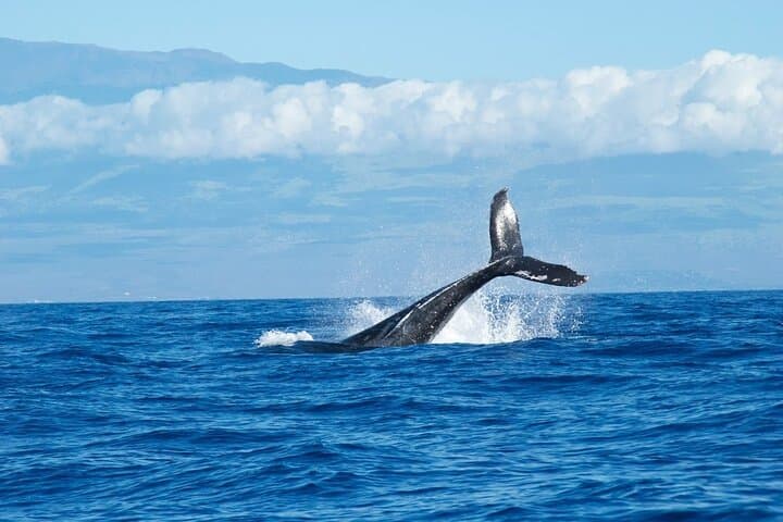 Honolulu Whale Watching Cruise on Prince Kuhio (Kewalo Basin) photo 2