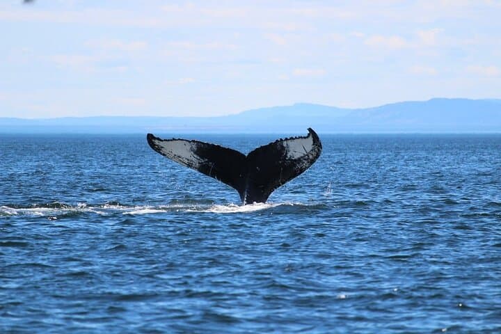 Honolulu Whale Watching Cruise on Prince Kuhio (Kewalo Basin) photo 3