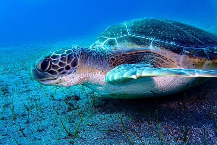 4-Day Open Water Diving Course in Tenerife — SSI Open Water Certification in the Atlantic photo 3