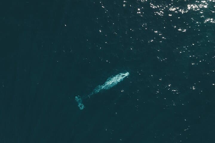 La Jolla Kayak Whale Watching: 2-Hour Guided Tour for Two photo 4
