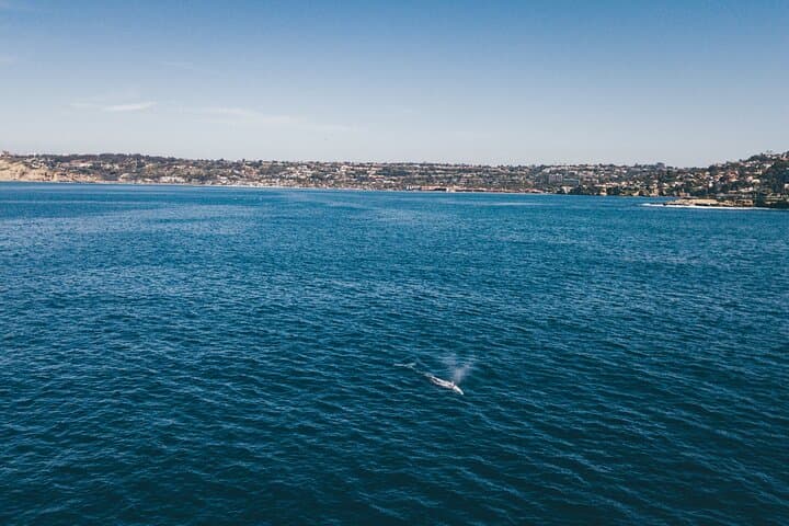 La Jolla Kayak Whale Watching: 2-Hour Guided Tour for Two photo 5