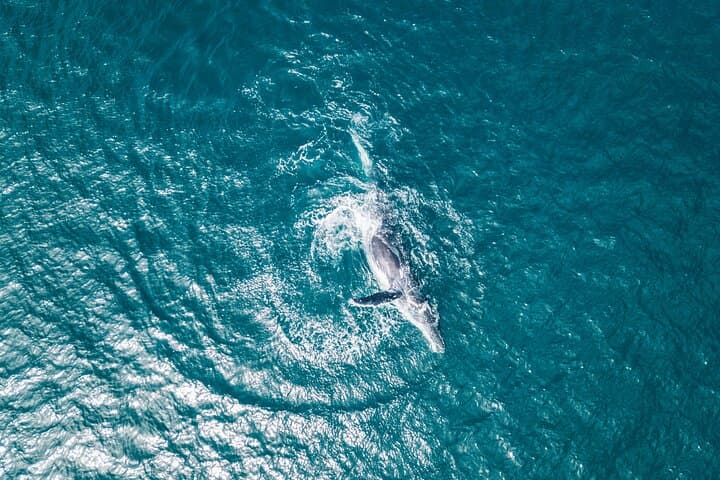 La Jolla Kayak Whale Watching: 2-Hour Guided Tour for Two photo 6