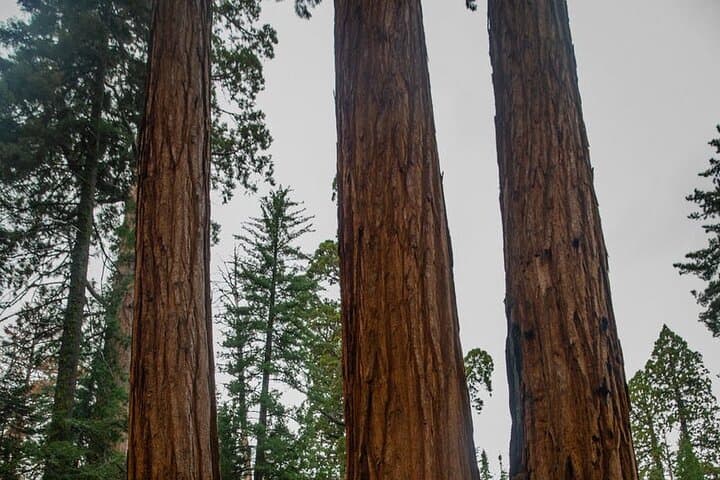 Big Sur Private Tour from San Francisco — Bixby Bridge, 17-Mile Drive & Coastal Stops photo 3