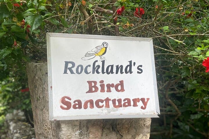 Bamboo Rafting the Lethe River and Rocklands Bird Sanctuary from Montego Bay photo 5