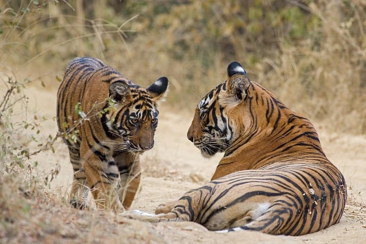 Taj, Tiger, Forts & Havelis: 9-Day Private Tour from Delhi photo 2