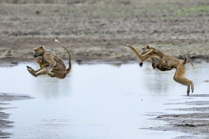 3-Day Nyerere National Park Safari: Boat, Full-Day Game Drive & Walking Safari photo 6