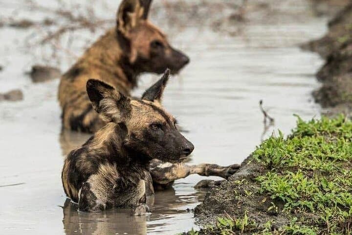 3-Day Fly-In Selous Safari: Rufiji River Boat & Game Drives photo 4