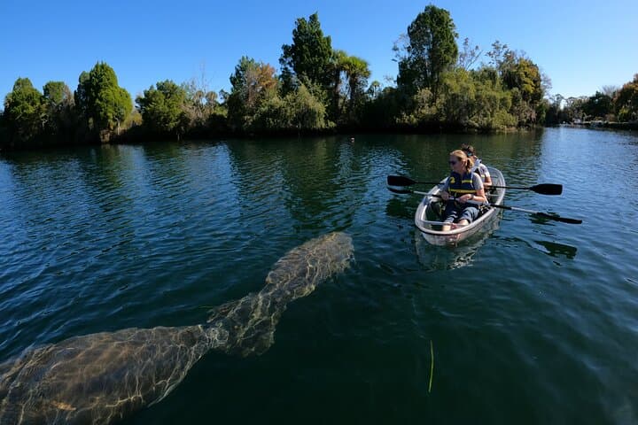 Clear Kayak Manatee Ecotour in Crystal River — Paddle with Manatees in Crystal-Clear Water photo 6