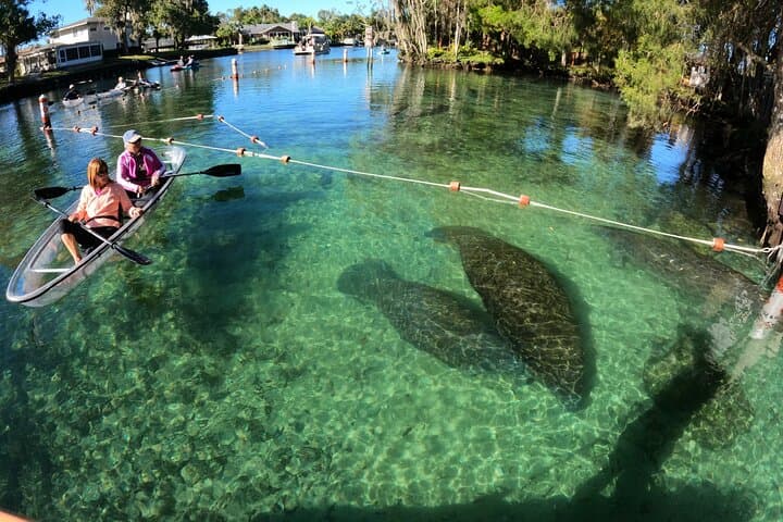 Clear Kayak Manatee Ecotour in Crystal River — Paddle with Manatees in Crystal-Clear Water photo 2