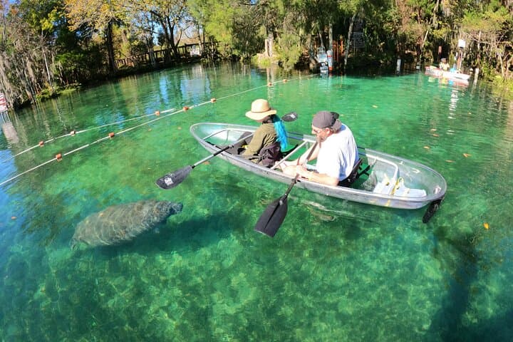 Clear Kayak Manatee Ecotour in Crystal River — Paddle with Manatees in Crystal-Clear Water
