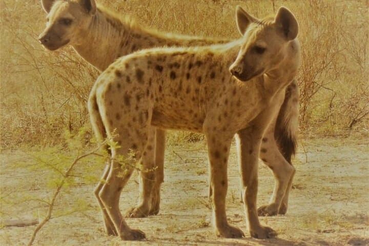 3-Day Fly-In Selous Safari: Rufiji River Boat & Game Drives photo 5