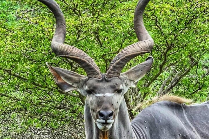 3-Day Fly-In Selous Safari: Rufiji River Boat & Game Drives photo 6