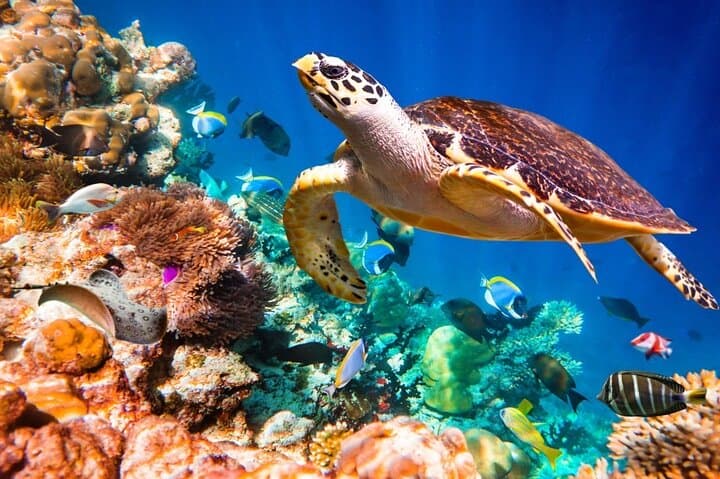 Explore Key Largo’s Vibrant Coral Reefs and Hidden Sandbars: A Private Snorkeling Adventure photo 5