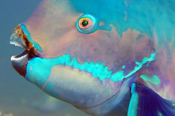 Explore Key Largo’s Vibrant Coral Reefs and Hidden Sandbars: A Private Snorkeling Adventure photo 6