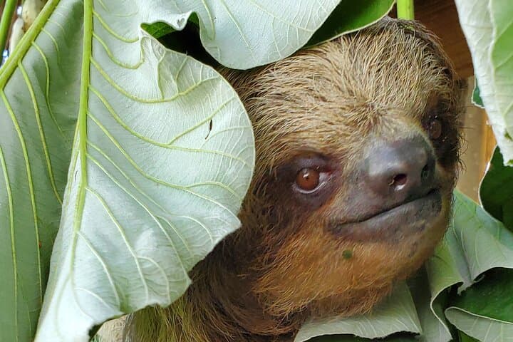 Roatán Sloth & Monkey Sanctuary Tour with West Bay Beach and Chocolate Factory photo 6