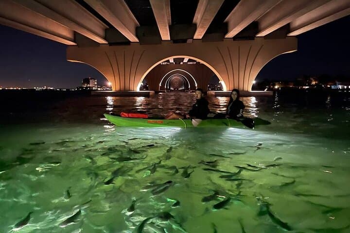 Glass-Bottom LED Kayak Night Tour in St. Pete Beach: Fish Feeding & Mangrove Bird Island photo 3