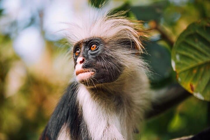 Jozani & Caves Day Tour Zanzibar: Monkeys, Turtles & The Rock Restaurant