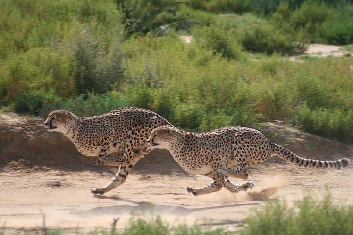 Cape Town 3-Day Big 5 Safari, Whale Watching, Robben Island & Table Mountain Combo photo 6