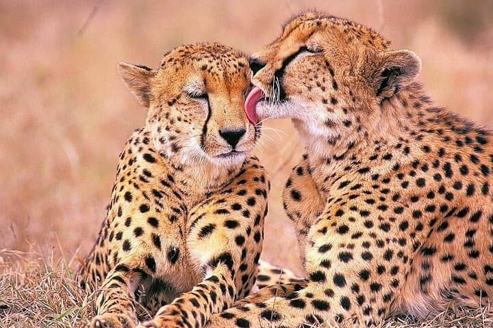 Cape Town 3-Day Big 5 Safari, Whale Watching, Robben Island & Table Mountain Combo