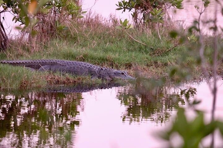 Everglades Airboat Eco-Tour: Airboat Ride & Wildlife Encounter from Miami photo 4