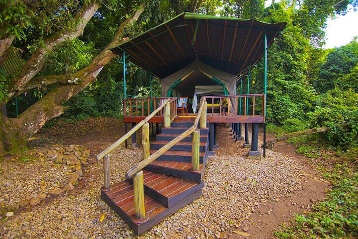 5-Day Gombe & Mahale Chimpanzee Trekking on Lake Tanganyika photo 2