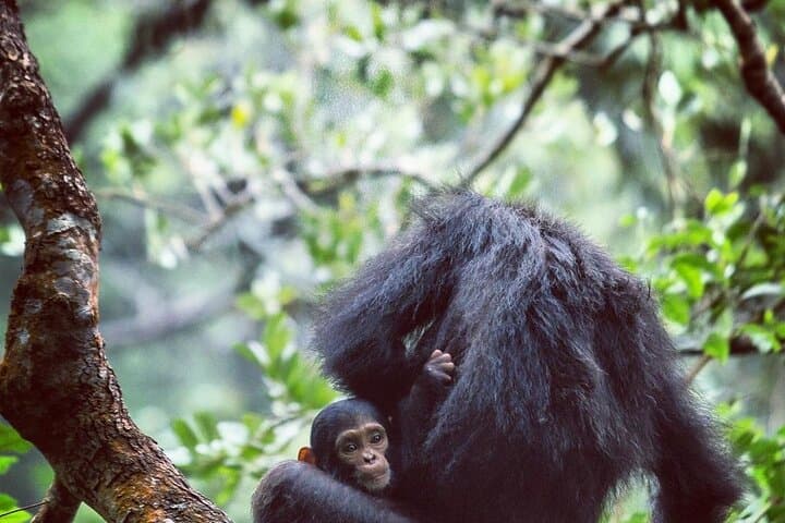 5-Day Gombe & Mahale Chimpanzee Trekking on Lake Tanganyika photo 5