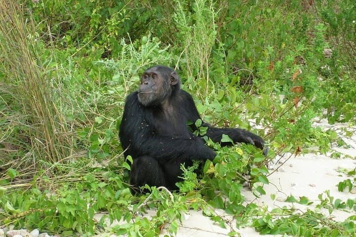 5-Day Gombe & Mahale Chimpanzee Trekking on Lake Tanganyika photo 6